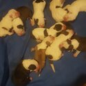 American bulldog puppies $2000-2