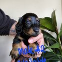 Gorgeous miniature dachshunds-3