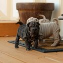 Playful Little Chinese Shar-Pei pupps-0