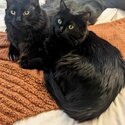 Bonded pair Onyx and Opal-3