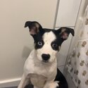 Female Boston terrier x rat terrier -1