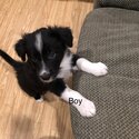 Border collie puppies -1