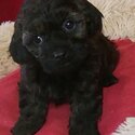 CAVOODLE PUPPIES-4