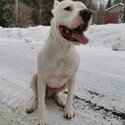 PUREBRED REGISTERED DOGO ARGENTINO PUPS-2