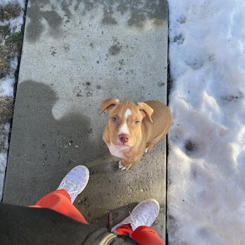 Red Nose Pitbull 7 Week old