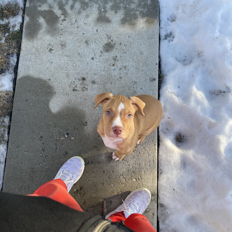 Red Nose Pitbull 7 Week old