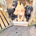 Labrador X Puppies for sale-1