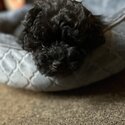 Non-Shedding 5-Months-Old Black Poochon Puppy for Rehoming-3