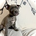 Puppies Ready For Adoption -4