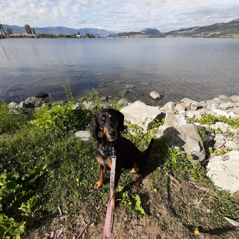 Black and tan coonhound 