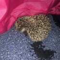 Little Hedgehog Boy-1