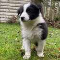 Long haired purebred Border Collie puppies-2