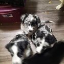 5 Australian shepherds Looking for there forever homes-4