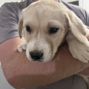 Chesapeake x border collie puppies 