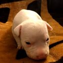 Dogo Argentino and bullybred blue nose pitbull-3