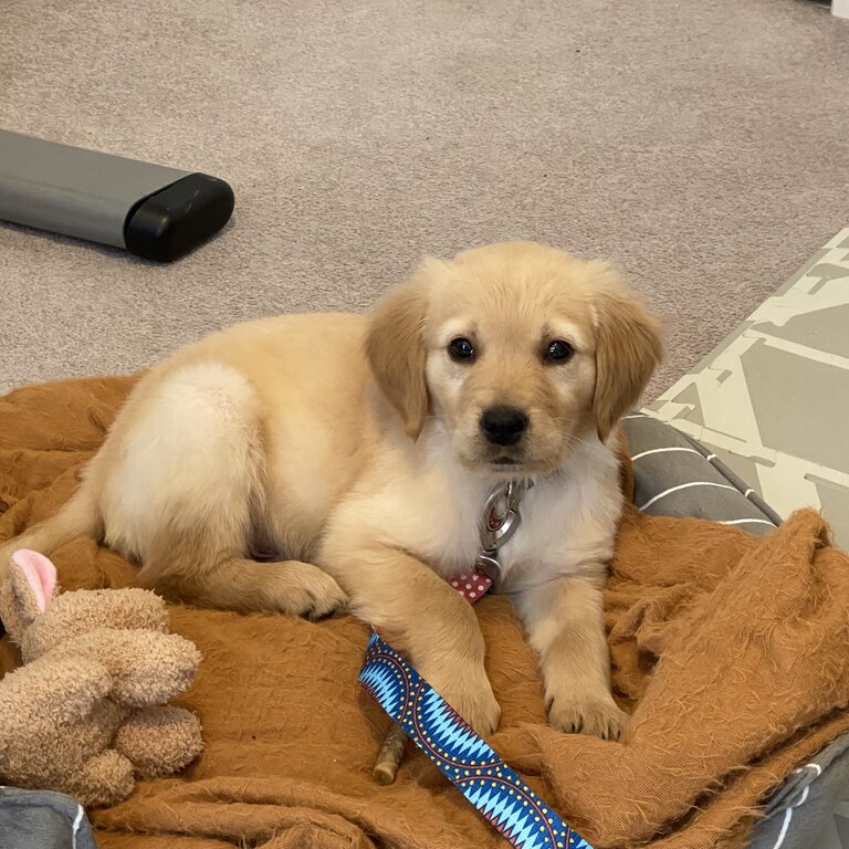 Golden retriever puppy for sale