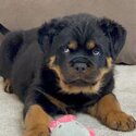 Rottweiler Puppies for sale -2