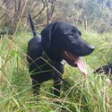 Purebred Labrador puppies