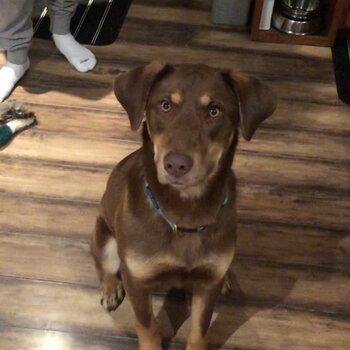 Chocolate lab cross - ONTARIO