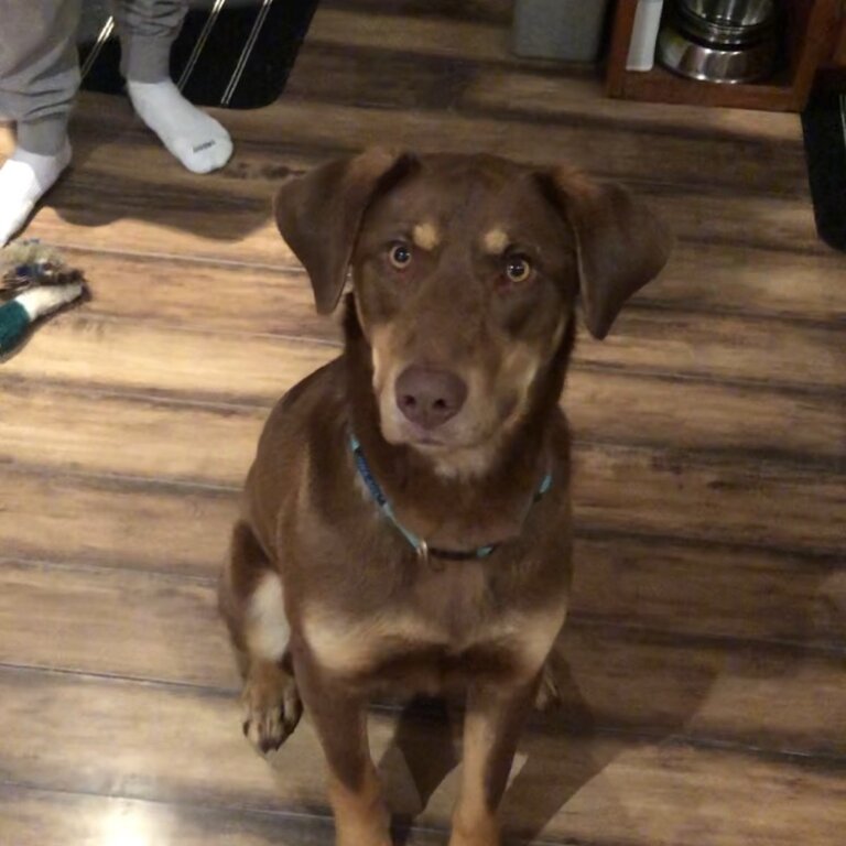 Chocolate lab cross - ONTARIO