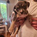 Pocket American Bully puppies-4