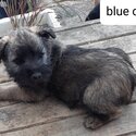 Half Cairn,  quarter westie, quarter Border terrier -5