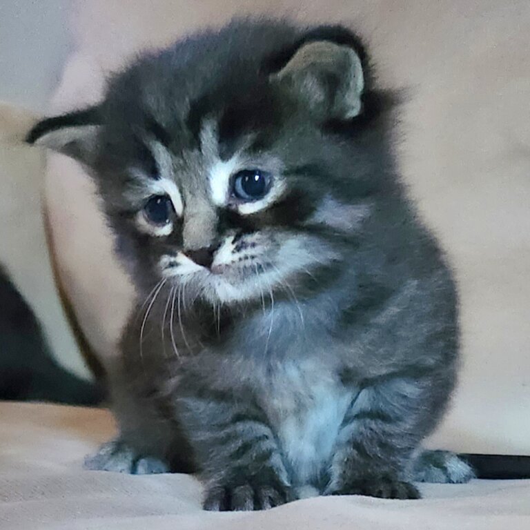 Unique persian tabby mix kittens 