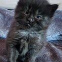 Unique persian tabby mix kittens -1