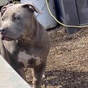 American Bully sweetheart waiting for his forever family-2