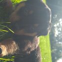 Rottweiler puppies-1