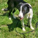 DREAM - Black White Bodrer Collie-2