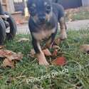 Small Chihuahua ready for adoption -2