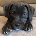 Pitbull puppies -2