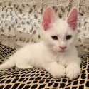 Maine coone kittens for sale-0