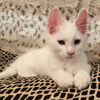 Maine coone kittens for sale