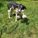 DIAMOND - Black White Border Collie-1