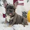 Cute French Bulldog Puppies Available-1