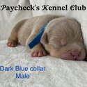 American POCKET Bullies! Top quality bloodlines!!!-2