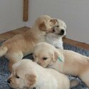 Golden retriever puppies available.-0