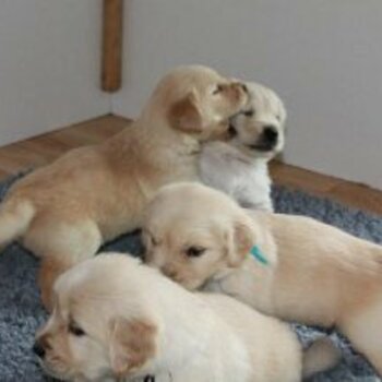 Golden retriever puppies available.