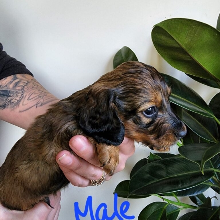 Gorgeous miniature dachshunds