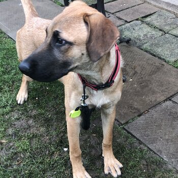 Bullmastiff/malinois puppy 💙