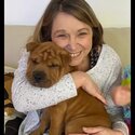 Shar Pei puppy looking for her forever home.-3