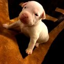 Dogo Argentino and bullybred blue nose pitbull-2