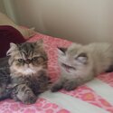 Jynx and Leo purebred Persians-2