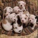 Alapaha Bulldog X American Bulldog puppies-0