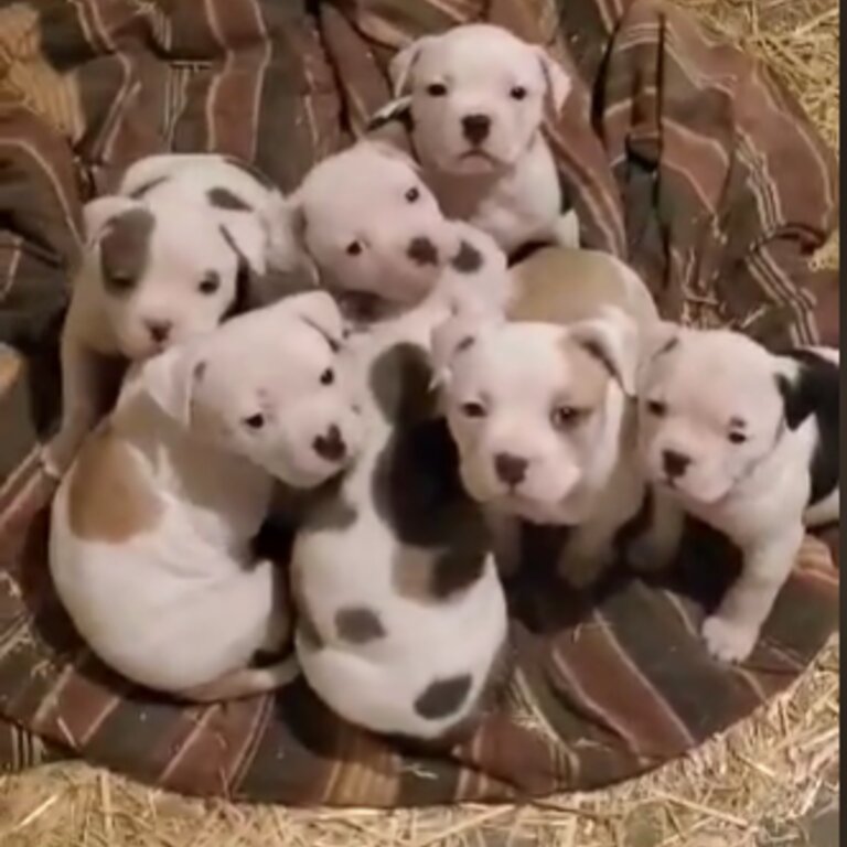 Alapaha Bulldog X American Bulldog puppies