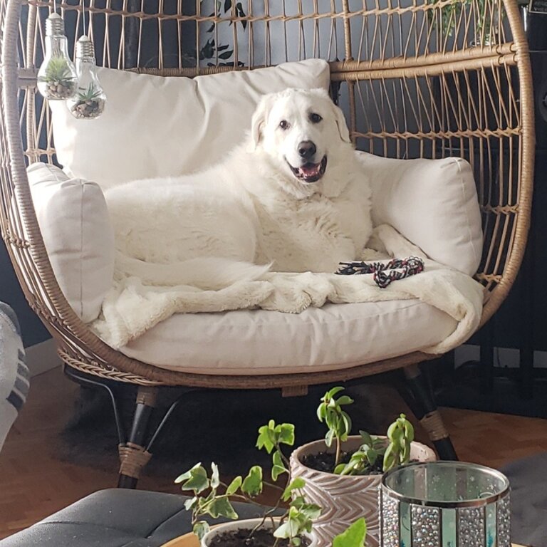 Great Pyrenees/4 years/ Neutered