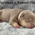 American POCKET Bullies! Top quality bloodlines!!!-1