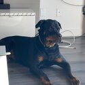 I am selling my Rottweiler rocky, he is very gentle, energetic and great with kids also neutered -1